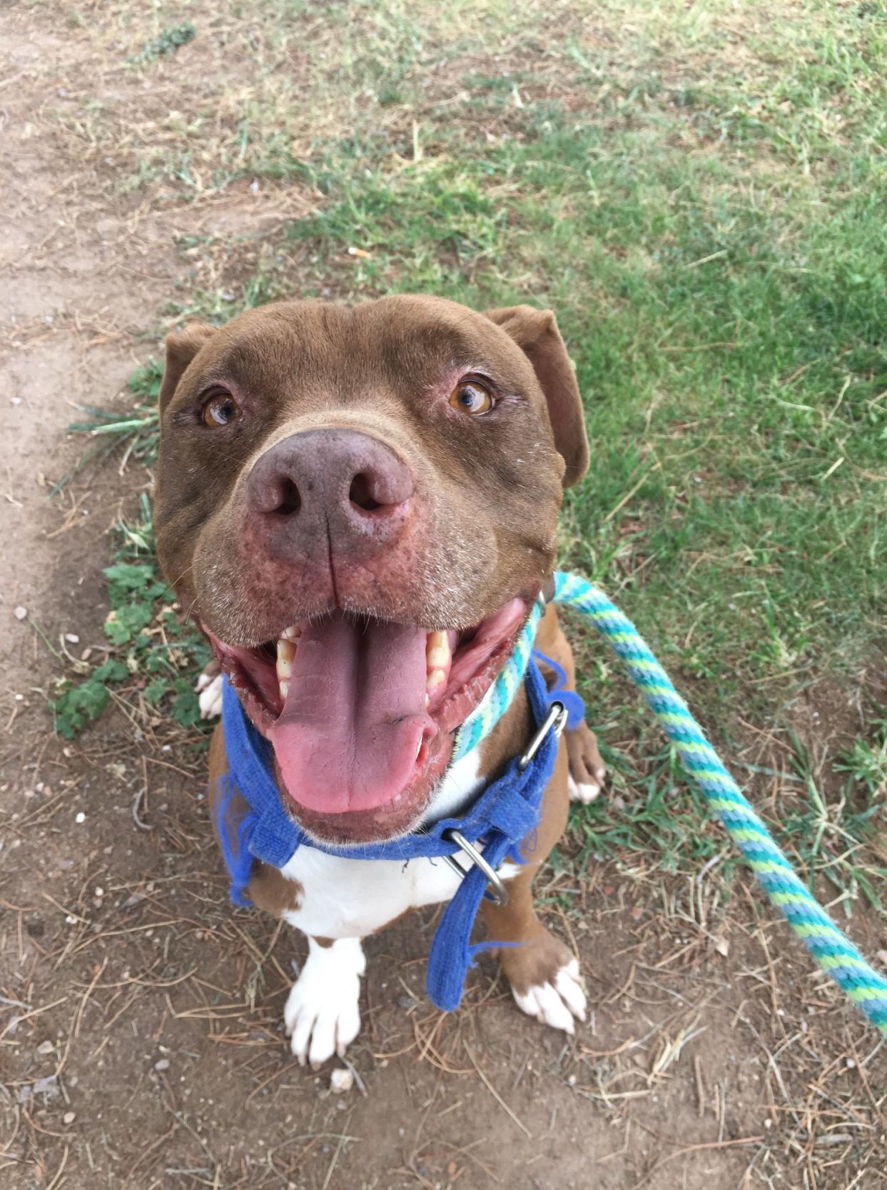 Adopt a friend: Hendrix
